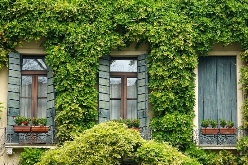 Balcony greenery