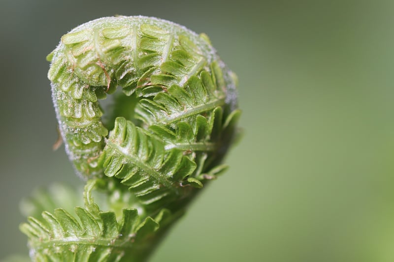 Plant care tips