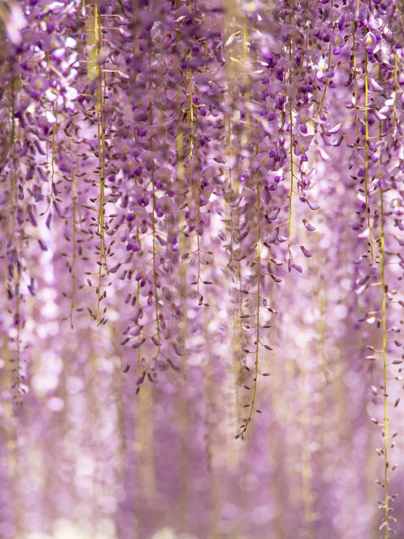 Vertical garden benefits