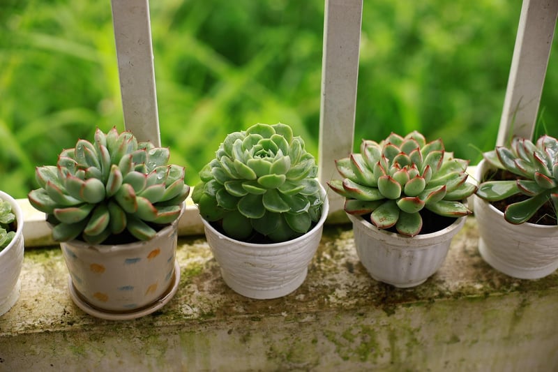 Vertical succulent display